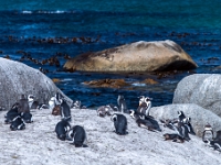 Simon's Town, Boulders Beach